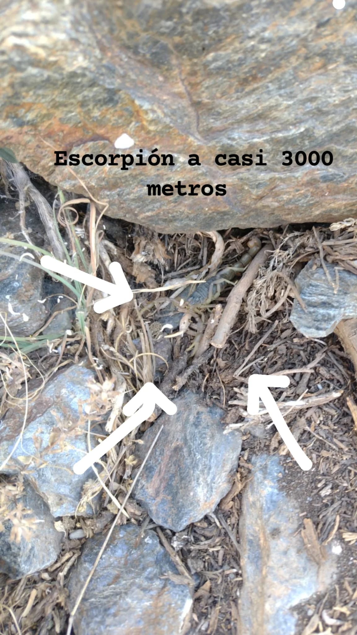 Adjunto WhatsApp Image 2026-02-17 at 16.11.52.jpeg