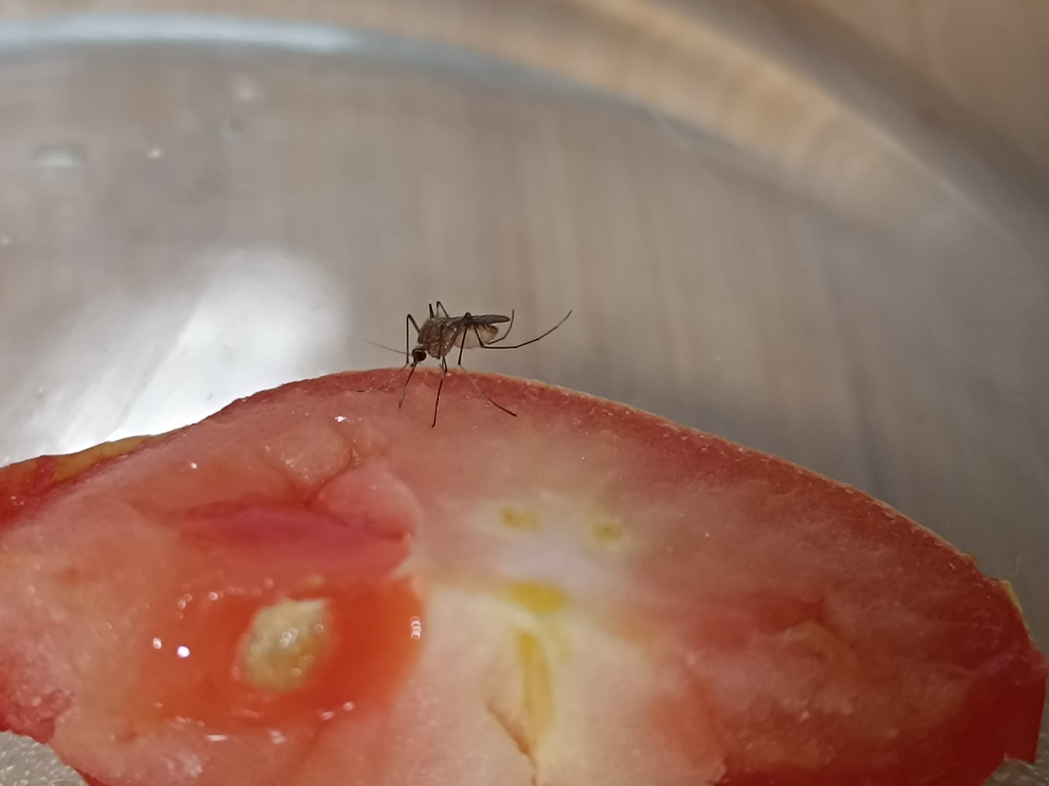 Mosquito sobre tomate