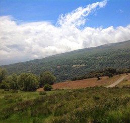 Ladera boscosa bajo un cielo azul con nubes blancas, mostrando la transición entre zonas de pasto y bosque denso.