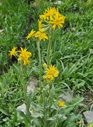 Primer plano de flores silvestres de color amarillo intenso creciendo en un prado verde de alta montaña.