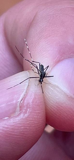 Adjunto mosquito.jpeg