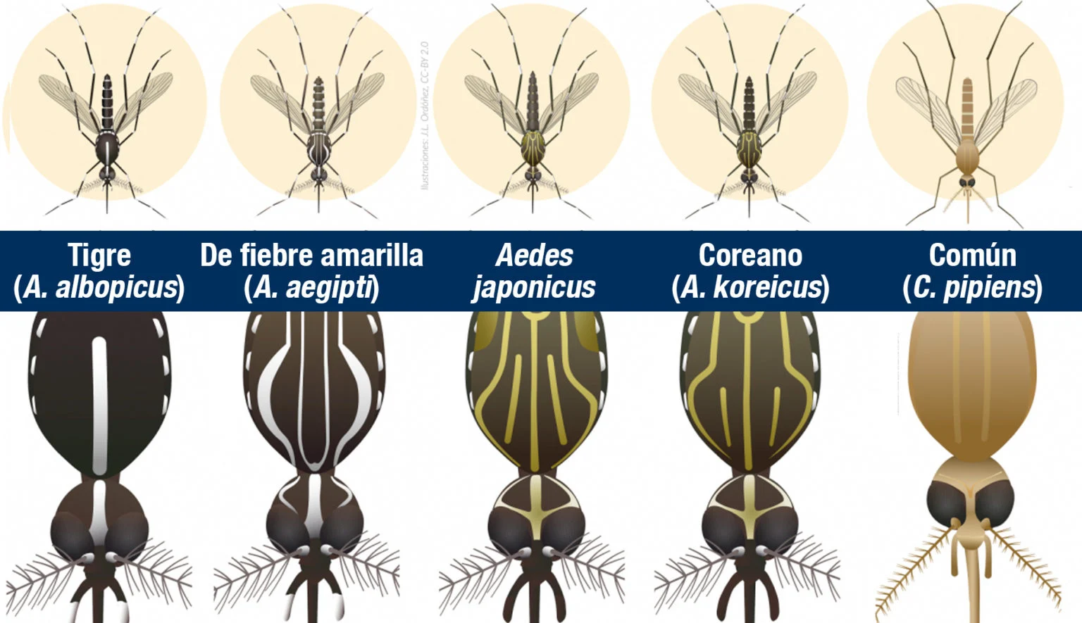 Mosquitos invasores